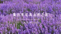 沉浸式体验 | 解忧公主薰衣草农场紫色浪漫