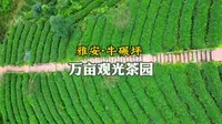 雅安牛碾坪万亩观光茶园酒店，特色民宿酒店，可采茶制茶，茶园观光，住在360°观景房里，#牛碾坪万亩观光茶园 #很哇塞的周末 #茶园风光 #旅行推荐官 #成都周边