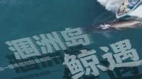 【新闻调查】涠洲岛鲸遇