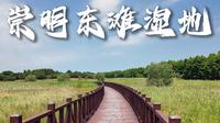 上海 崇明 东滩湿地公园