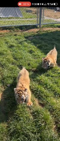 莱州马家庄风景区的两只草地上奔跑的小老虎～