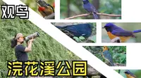 浣花溪公园观鸟