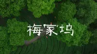 杭州西湖龙井｜梅家坞 | 遇见一大片治愈系的茶绿色