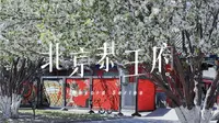 与四季说丨Record Series#03丨恭王府西府海棠丨丁香初放
