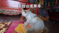 五台山龙泉寺，一座对宠物友好的寺院，内有一天然取水处可打泉水