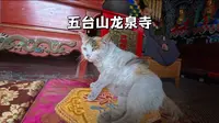 五台山龙泉寺，一座对宠物友好的寺院，内有一天然取水处可打泉水