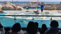 烟台东炮台海豹湾海豹表演