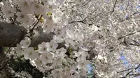 山东邹平樱花山
