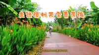 走进漳州天宝香蕉海，文学大师林语堂先生故里