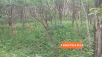 玉泉国际狩猎场野生鹿群