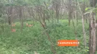 玉泉国际狩猎场野生鹿群