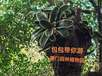 包包带你逛厦门园林植物园