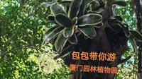 包包带你逛厦门园林植物园