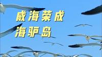 快来海驴岛喂海鸥呀