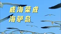 快来海驴岛喂海鸥呀