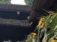 旅游四川峨眉山照片集4/6【峨眉山低海拔区善觉寺】寺院美景 #兰花 #兰草 #旅游景区 #四川 #乐山 #峨眉山 #善觉寺 #古建筑之美 #兰花开了 #寺院