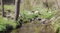 千年银杏林的魅力 溯溪穿越河南嵩县 白河下寺到上寺 云岩寺 龙池曼 xbbjian