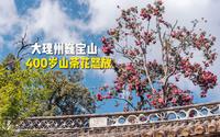 大理巍宝山寻宝，400岁17米高古山茶花怒放【4K】