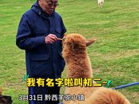 《乌蒙深处》主创游玩羊驼小镇杜源 金丰打卡羊驼小镇