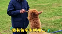 《乌蒙深处》主创游玩羊驼小镇杜源 金丰打卡羊驼小镇