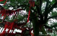 鹰潭龙虎山，长庆坊的大樟树