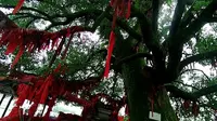 鹰潭龙虎山，长庆坊的大樟树