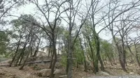 第一次爬泰山，没敢挑战红门出发，从天外村做的小巴士到中天门，全程据说有108个弯，3月23日只有少数的山花开了，也是挺美的