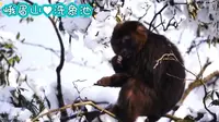 峨眉山♥洗象池