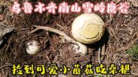 乌鲁木齐南山雪岭鹰谷，发现不明白色物体，采到可爱小野蘑菇