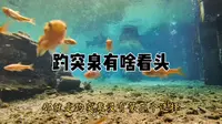 趵突泉泉值40块钱吗？好多人看完趵突泉就说不值，不就三股水吗？趵突泉真的就三股水？还有说趵突泉有水泵的！趵突泉在济南人心里是啥段位，还有海豹去哪儿了？