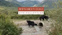 岷江1在岷江源国家湿地公园徒步5公里寻找岷江源头龙板棚