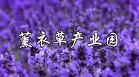 伊犁河谷薰衣草产业园