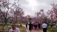 实拍广东湛江廉江樱花公园，粤西地区最大的樱花园，太漂亮了！