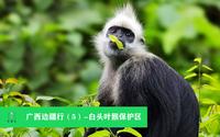 广西边疆行（5）-崇左白头叶猴自然保护区