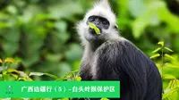 广西边疆行（5）-崇左白头叶猴自然保护区