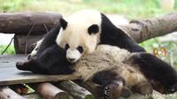 【大熊猫】【重庆动物园】神烦哥哥窒息般的爱