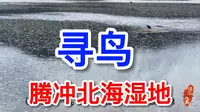 “鸟人”们的圣地，寻鸟腾冲北海湿地公园｜治水大禹的旅行漫记