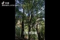 云南春茶马上来临，来一组双江县万亩野生古茶园的视频