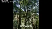 云南春茶马上来临，来一组双江县万亩野生古茶园的视频