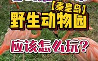暑假第一次来秦皇岛野生动物园！应该怎么玩？
