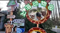 动物园里有什么？| 上海动物园一日游🦓🐅🐆🐘🦒🦩🦥🐾