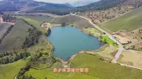 丽水大木山，中国最大的骑行茶园