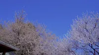 3.22 今天的陶然亭公园 一树白玉，半亭春风