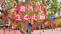 游辽阳灯塔葛西河生态走廊，看人看花看萌宠，观夜观市观世界