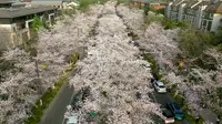 扬州樱花大道