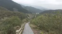 灌阳黄关茶博园