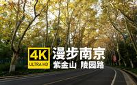 清晨漫步陵园路，从紫金山路至中山门大街，梧桐大道一路由黄变绿 | 紫金山 陵园路 | 漫步南京 云游金陵 | 4K