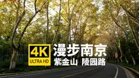 清晨漫步陵园路，从紫金山路至中山门大街，梧桐大道一路由黄变绿 | 紫金山 陵园路 | 漫步南京 云游金陵 | 4K