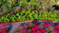 黄陂花乡茶谷南极红盛开美景‌
