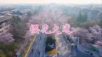 扬州樱花大道，樱花季